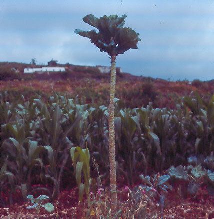 Jersey cabbage
