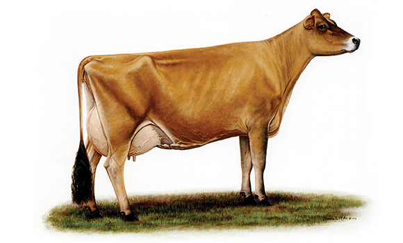 Jersey cattle Rules for the Registration and Transfer of Jersey Cattle