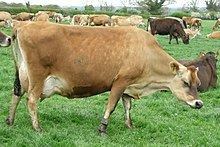 Jersey cattle httpsuploadwikimediaorgwikipediacommonsthu