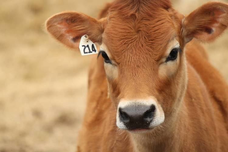 Jersey cattle 15 Things You Should Know About Jersey Cattle THATSFARMINGCOM