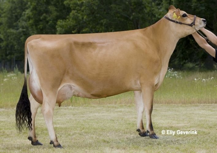 Jersey cattle Danish Jersey Cattle for worldwide export the leading Jersey
