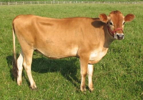 Jersey cattle Jersey Cows Everything You Need to Know About the Breed
