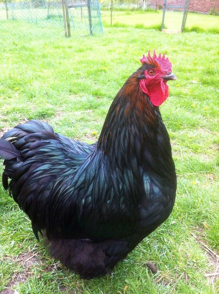 jersey giant rooster size