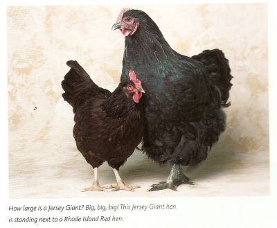 Jersey Giant Black Jersey Giant Eggs Page 4 The Homestead Pinterest Rhode