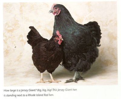 black jersey giant chicken