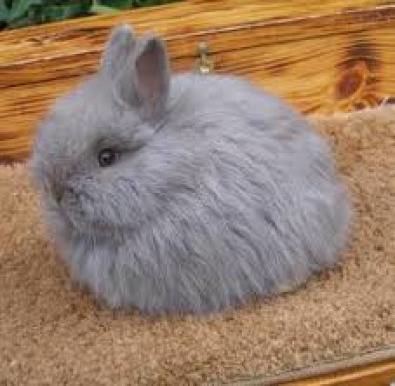 Jersey Wooly Rabbits For Sale Jersey Wooly Baby Rabbits Pretoria East Other