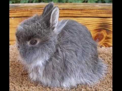 Jersey Wooly Jersey Wooly Rabbits YouTube