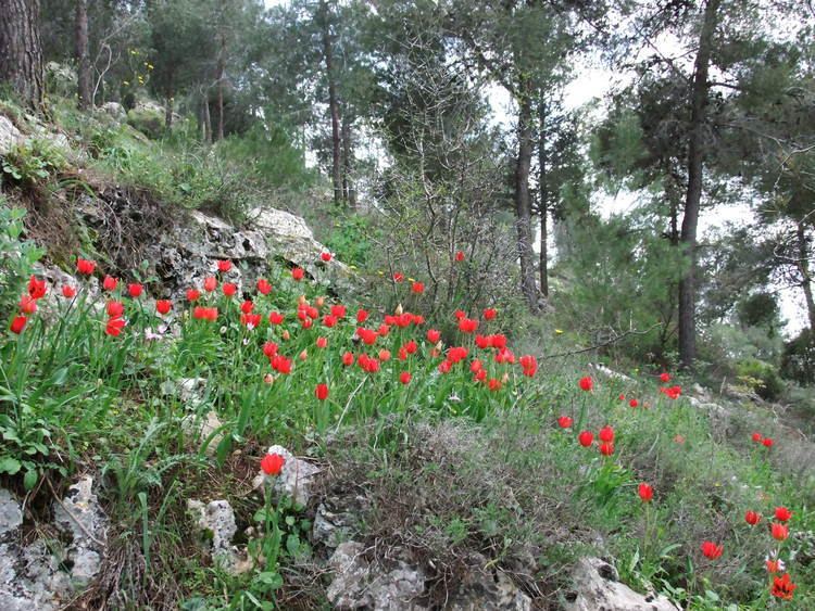 Jerusalem Forest httpsuploadwikimediaorgwikipediacommons11