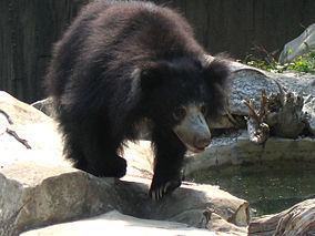 Jessore Sloth Bear Sanctuary httpsuploadwikimediaorgwikipediacommonsthu