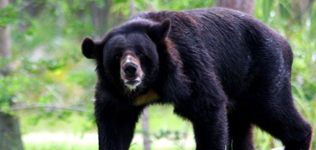 Jessore Sloth Bear Sanctuary Jessore Sloth Bear Sanctuary Wildlife Sanctuaries PCCF amp HoFF