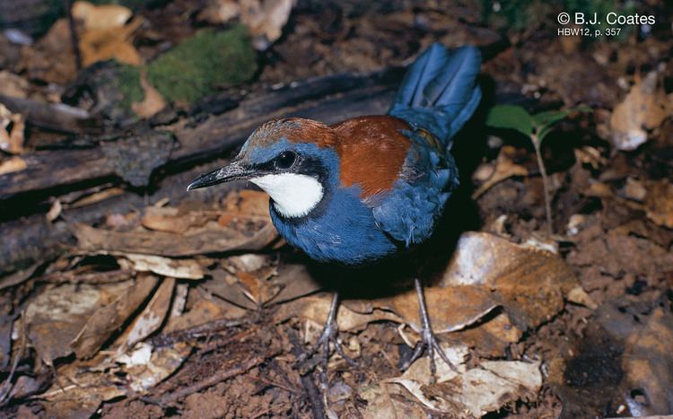 Jewel-babbler Blue jewelbabbler