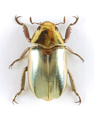 Jewel scarab godofinsectscom Jewel Scarab Beetle Chrysina Plusiotis