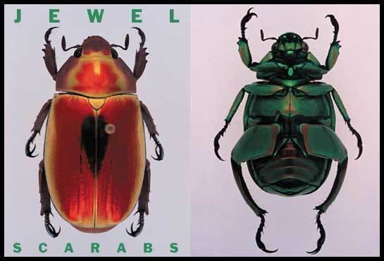 Jewel scarab Jewel Scarabs nationalgeographiccom