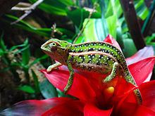 Jewelled chameleon httpsuploadwikimediaorgwikipediacommonsthu