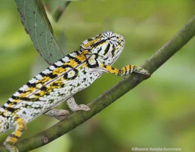 Jewelled chameleon Other wildlife of Madagascar ScotNature