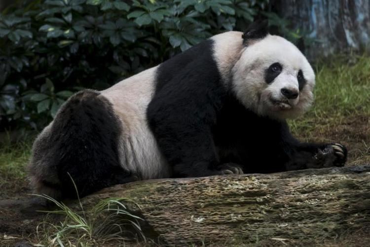 Jia Jia (giant panda) Hong Kong39s giant panda Jia Jia set to match world record for