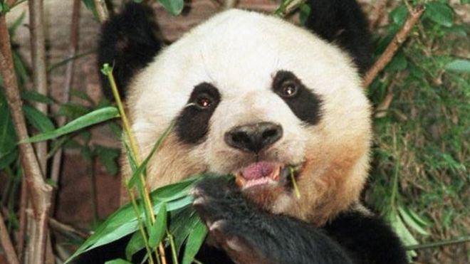 Jia Jia (giant panda) ichefbbcicouknews660cpsprodpb13C9Eproducti