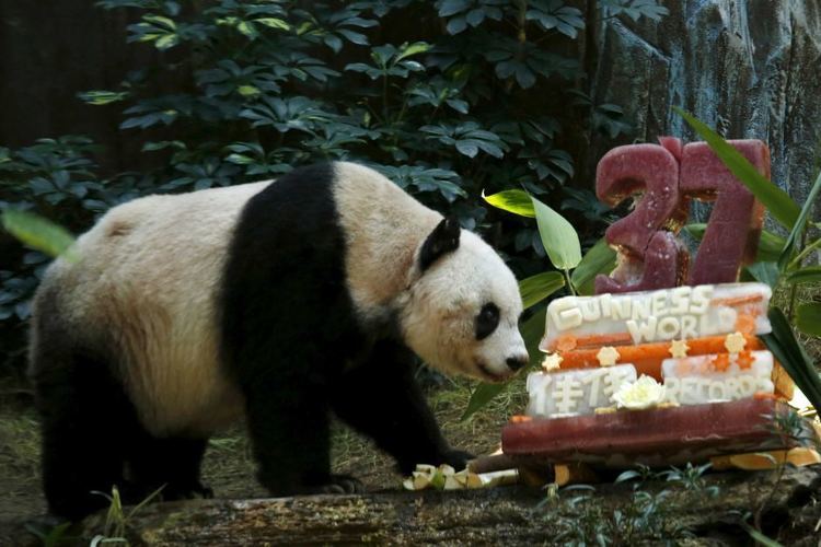 Jia Jia (giant panda) World39s oldest panda in captivity Jia Jia dies aged 38 ABC News