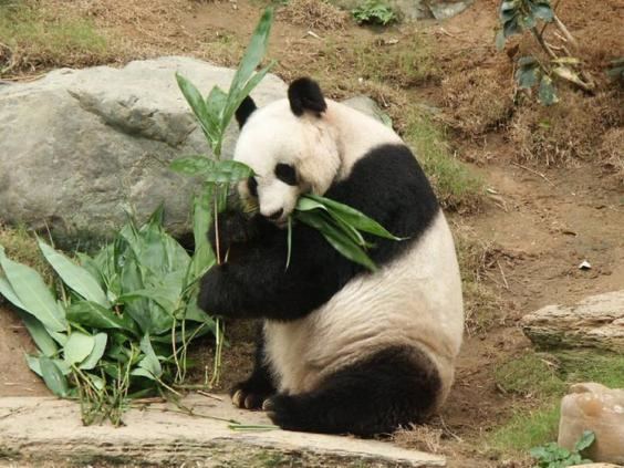 Jia Jia (giant panda) Jia Jia world39s oldest giant panda dies aged 38 The Independent
