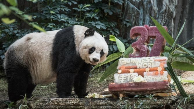 Jia Jia (giant panda) Hong Kong giant panda Jia Jia becomes oldest ever SAMAA TV