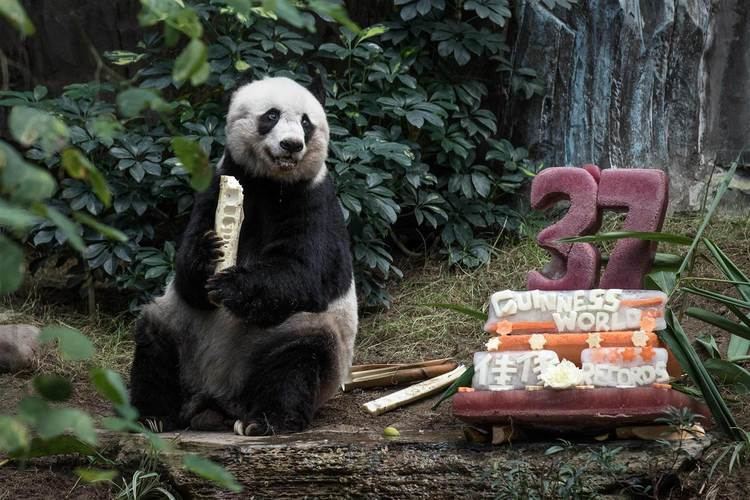 Jia Jia (giant panda) Jia Jia World39s Oldest Captive Panda Dies at 38 in Hong Kong NBC