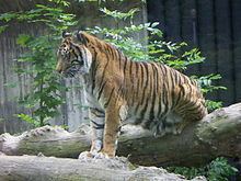 Jihlava Zoo Zoologick zahrada Jihlava Wikipedie