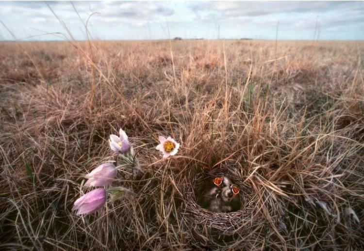 Jim Brandenburg Wild American prairie photo gallery by Jim Brandenburg