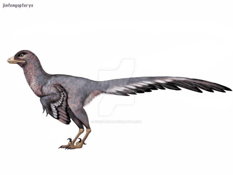 Jinfengopteryx Jinfengopteryx by cisiopurple on DeviantArt
