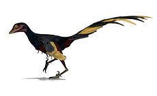 Jinfengopteryx httpsuploadwikimediaorgwikipediacommonsthu