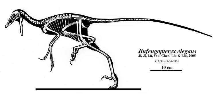 Jinfengopteryx Jinfengopteryx Wikiwand
