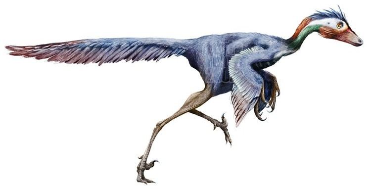Jinfengopteryx Jinfengopteryx Pictures amp Facts The Dinosaur Database