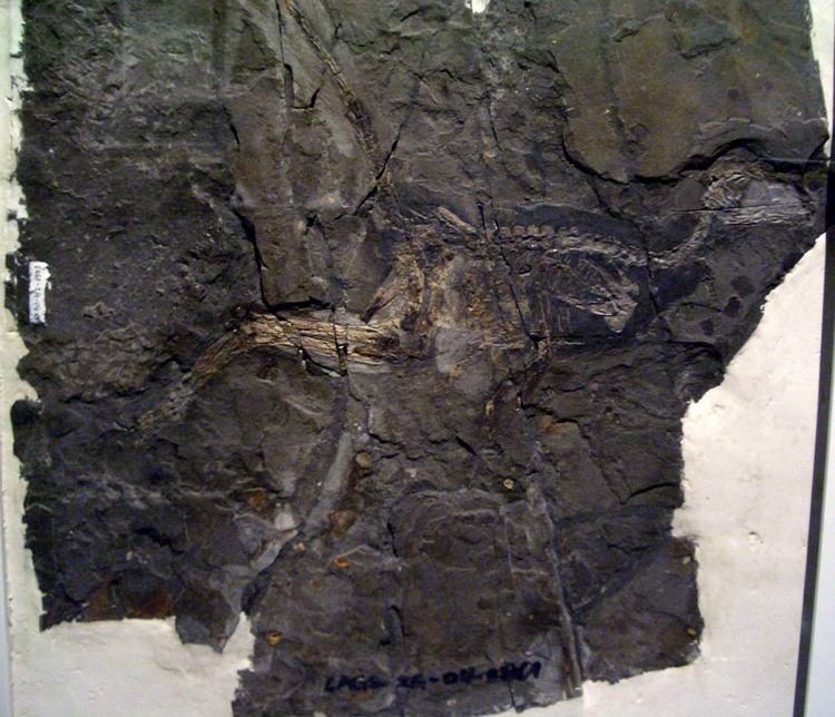 Jinfengopteryx Jinfengopteryx Wikipedia