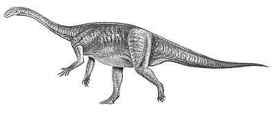 Jingshanosaurus wwwnhmacukresourcesnatureonlinelifedinosau