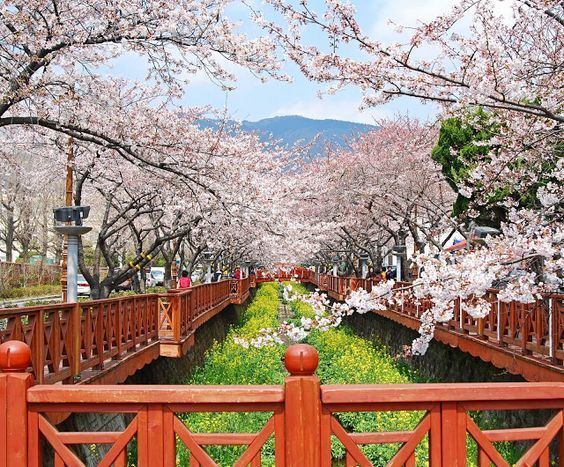 Jinhae-gu Sweet World and Cherry blossoms on Pinterest