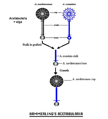 An illustration of Joachim Hämmerling's experiment on Acetabularia.