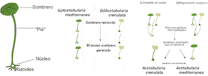 Joachim Hämmerling's experiment on Acetabularia.