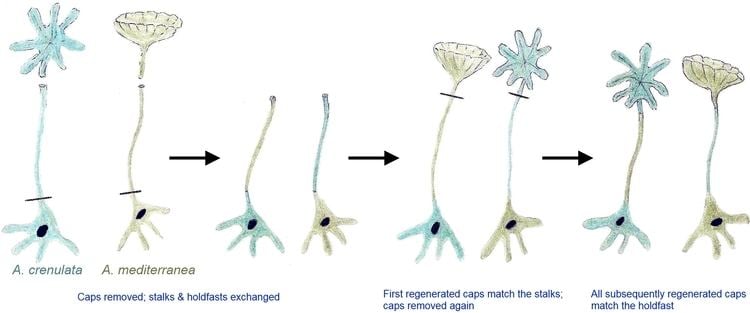 Joachim Hämmerling's experiment on Acetabularia involved exchanging.