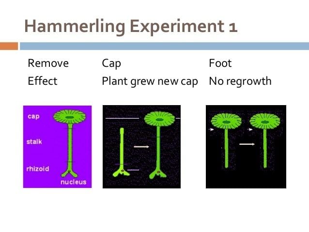 Joachim Hämmerling's experiment on Acetabularia involved exchanging.