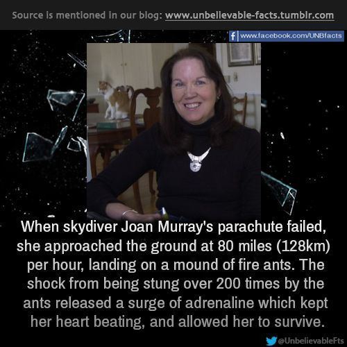 In a blog article is Joan Murray smiling, has black hair, and at her back is a dining table with chairs with a white-brown cat and a green book. In the center is a report saying “When skydiver Joan Murray’s parachute failed, she approached the ground at 80 miles (128 km) per hour, landing on a mound of fire ants. The shock from being stung over 200 times by the ant released a surge of adrenaline which kept her heart beating, and allowed her to survive.” she is wearing earrings, a choker locker, a bracelet on her right hand, and a black turtle neck.