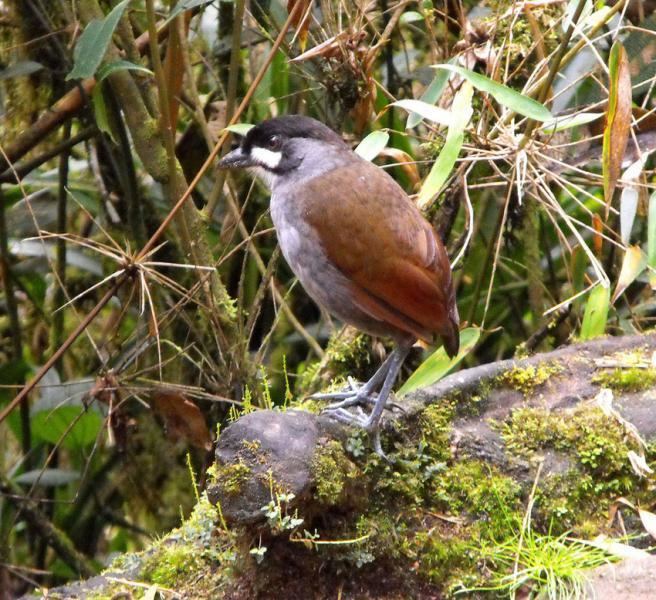 Jocotoco antpitta Birding Tours Ecuador Jocotoco Antpitta Birding Tours Ecuador