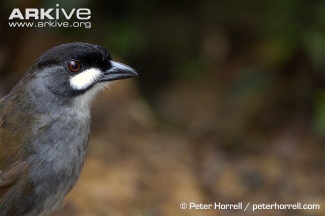 Jocotoco antpitta Jocotoco antpitta videos photos and facts Grallaria ridgelyi ARKive