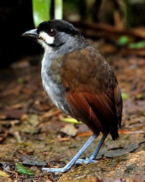 Jocotoco antpitta Birding tour to Southern Ecuador Jocotoco and Podacarpus