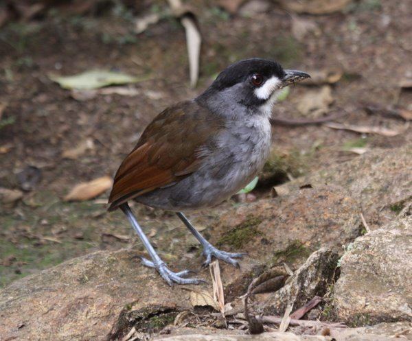 Jocotoco antpitta Jocotoco Antpitta twitch