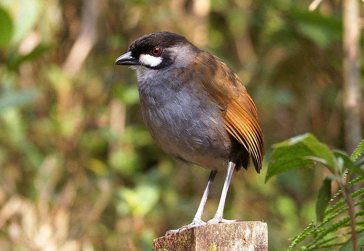 Jocotoco antpitta Sapayoa Ecuador Bird Photos Photo Keywords jocotoco antpitta