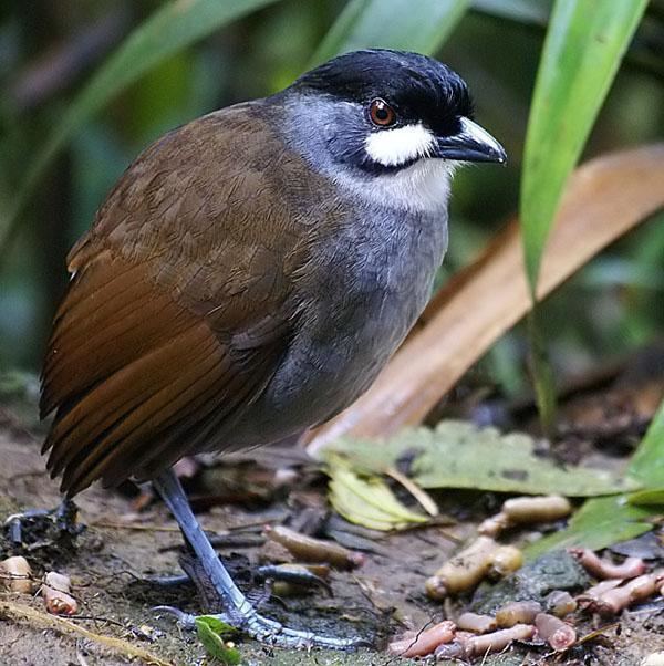 Jocotoco antpitta Jocotoco Antpitta Grallaria ridgelyi videos photos and sound