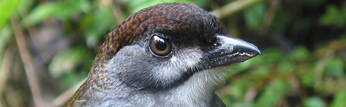 Jocotoco antpitta Jocotoco Antpitta World Land Trust