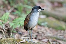 Jocotoco antpitta httpsuploadwikimediaorgwikipediacommonsthu