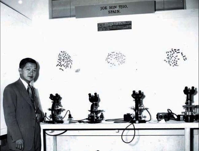 Joe Hin Tjio 46 cromosomas y la ciencia espaola neuronas en crecimiento