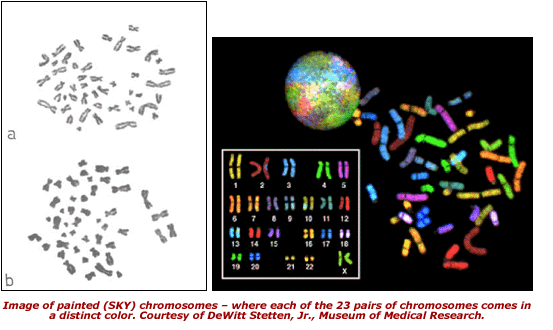 Joe Hin Tjio Online Education Kit 1955 A 46 Human Chromosomes National