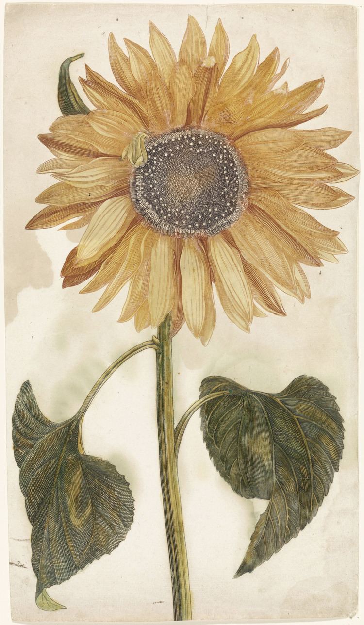 Johan Teyler Design is fine History is mine Johan Teyler sunflower 1688